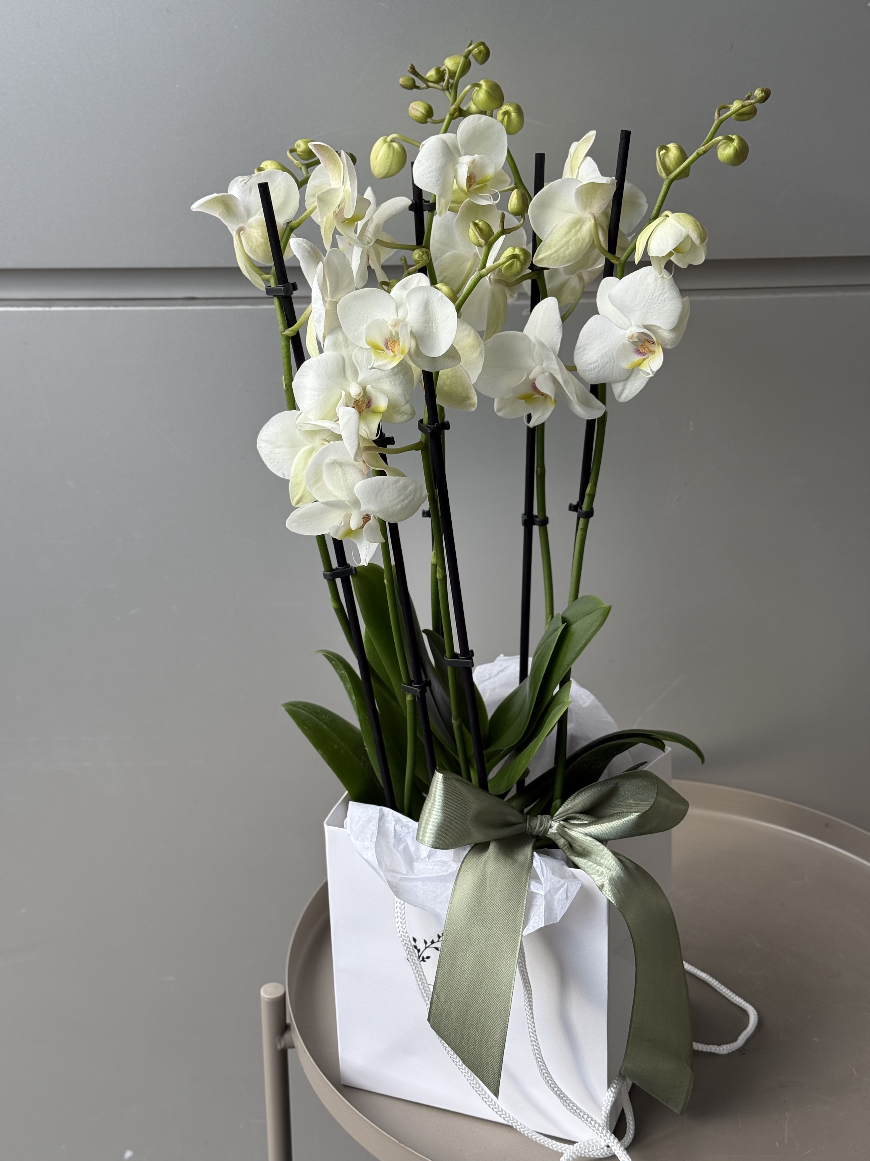 Orhidee Phalaenopsis