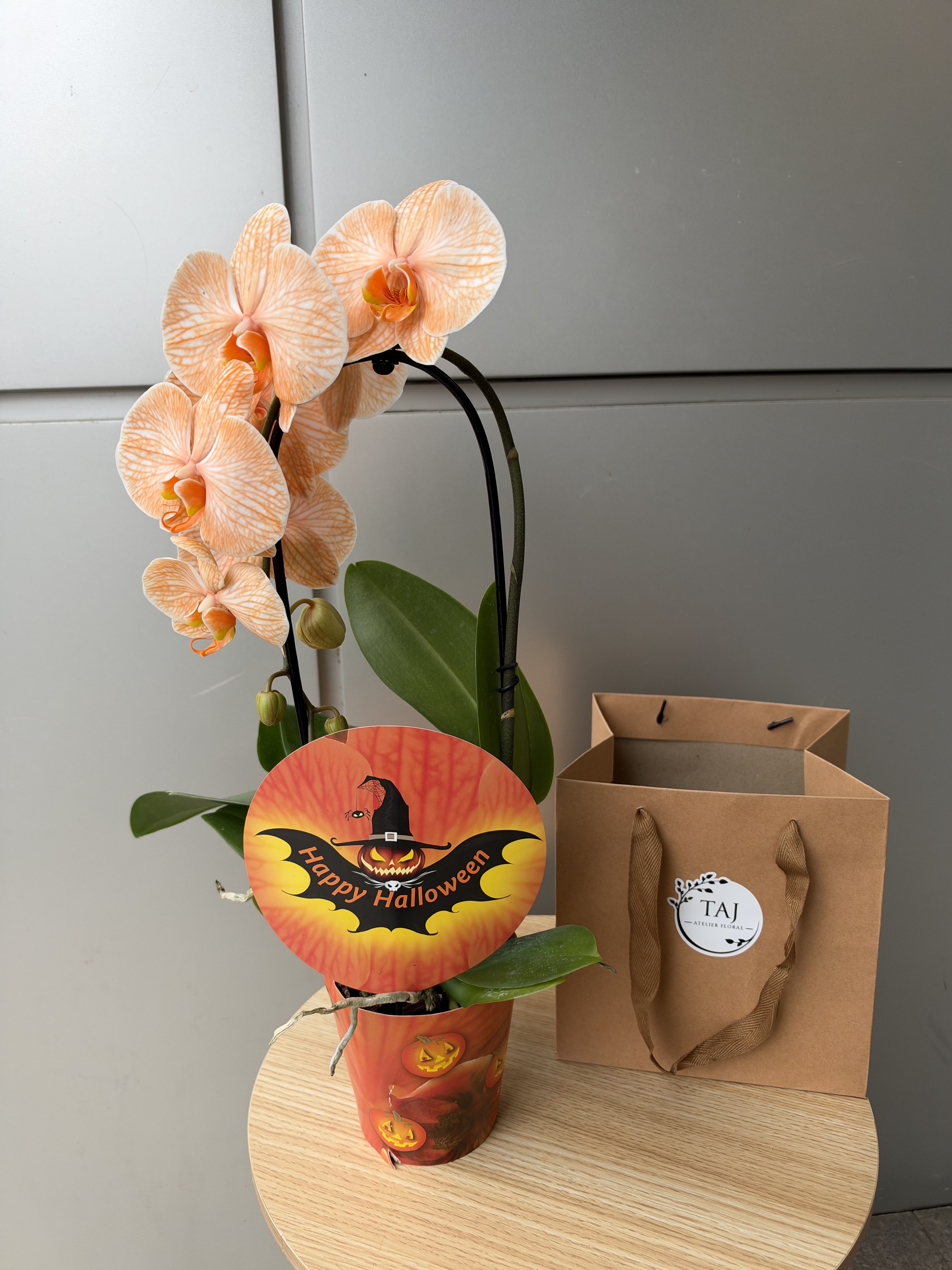 Orhidee Halloween
